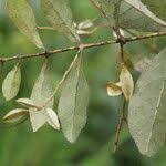 Image result for Combretum celastroides