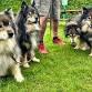 Monthly Dog Walk (Newdigate) event image