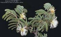 Image result for Albizia forbesii