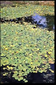 Image result for Hydrocharitaceae