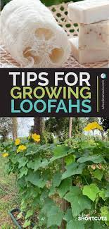 Tips For Growing Loofahs Luffas For Sponges In 2020 Organic Gardening Tips Spring Plants Plants
