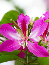 Image result for Bauhinia variegata