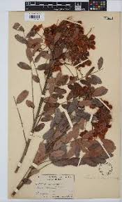 Image result for Senna singueana