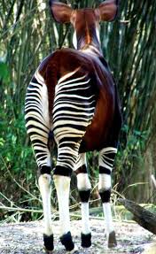 Protecting The Endangered Okapi And Its Habitat In The Democratic Republic Of Congo African Animals Rare Animals Okapi
