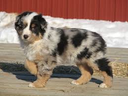 I Have Plans Border Collie Slouchy Tee Australian Shepherd Animals Aussie Dogs