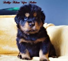 Black And Tan Puppies Black And Tan Tibetan Mastiff Cute Puppy Mastiff Puppies British Mastiff Giant Dog Breeds