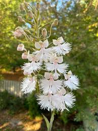 Image result for Habenaria arianae