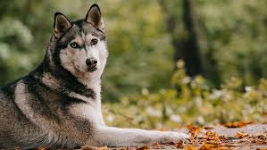 8 below husky rescue are a registered charity in england and wales who specialise in rescuing, rehabilitating and rehoming northern breed dogs and their crosses throughout the uk. Stunning Dog Breeds That Look Just Like Wolves Purina