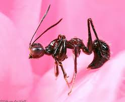 Image result for Gonatopus