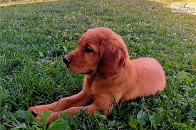 As a designer breed, they combine the best traits from the irish setter and poodle. Elvis Golden Irish Puppy For Sale Near Harrisburg Pennsylvania 9628ed26 6631