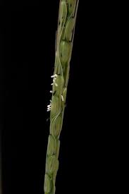 Image result for Oryza barthii