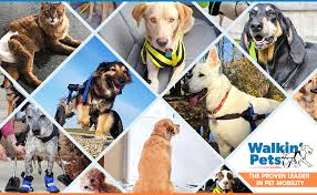 The support and stability provided by the hip brace help decrease dog. Amazon Com Walkin Hip Eez Dog Hip Brace Support Harness System The Only Dog Hip Harness Support System To Accommodate All Hind End Amputees Pet Supplies