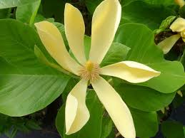 Image result for magnolia genia