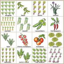 After choosing a garden site, the next step is to plan the arrangement of crops in the garden. Small Space Vegetable Garden Plan Novocom Top