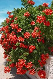 Posted by nellie housier on aug 30, 2019. Buy Balboa Sunset Trumpet Vine Campsis Radicans Free Shipping 5 Gallon Size For Sale Online From Wilson Bros Gardens