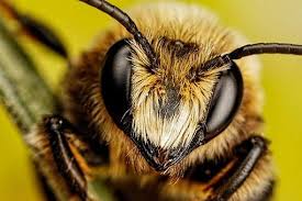 Compare the best las vegas pest control services for bed bugs, cockroaches, termites and scorpions in clark county. Las Vegas Pest Control Company Exceed Pest Defense