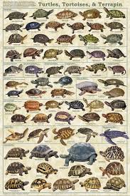 Turtle Tortoises And Terrapins Turtle Pet Turtle