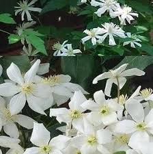 Check spelling or type a new query. Bol Com 2 Clematis Klimplanten Clematis Armandii Groenblijvend Clematis Summer Snow