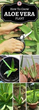 10 Tips On How To Grow Aloe Vera Step By Step Types Of Aloe Plants Plants Aloe Vera Plant