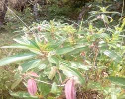 Image result for Melastomastrum