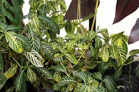 Image result for Sanchezia speciosa