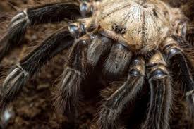 For the rest of us, just seeing a picture of these hairy beasts may give you nightmares tonight. What You Should Know About Tarantulas Western Exterminator