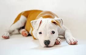 The moo moo pitbull refers to a particular coat pattern of white pitbull that includes dark brown, tan, brindle, fawn or black patches. 75 Pitbull Names You Ll Love Tough Classic More My Dog S Name