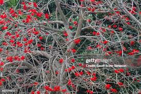 Image result for Erythrina abyssinica