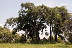 Image result for Diospyros mespiliformis