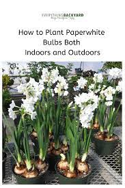 How To Plant Paperwhite Bulbs Both Indoors And Outdoors Growing Bulbs Plants Paperwhite Flowers