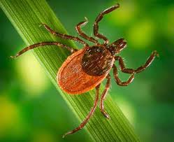 How To Protect Horses From Lyme Disease The Horse