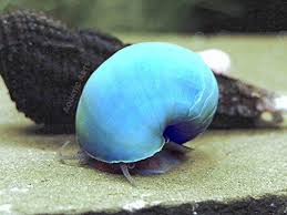 Robot Check Tropical Fish Aquarium Snail Freshwater Aquarium
