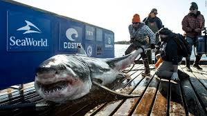 Warren white was a crooked financier who earned the name great white shark due to his ruthlessness. Ironbound The 12 Feet Long Great White Is Hanging Out Around South Florida Cnn