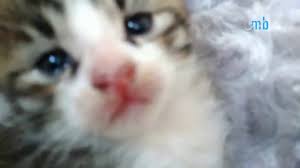 Kucing persia adalah kucing hias yang memiliki bulu tebal dan tebal. Anak Kucing Campuran Kucing Kampung Umur 3 Minggu Youtube