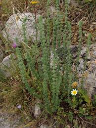 Image result for Achyrospermum schimperi