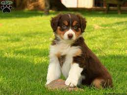 Australian Shepherd Puppies For Sale Greenfield Puppies Australian Shepherd Puppies Aussie Puppies Shepherd Puppies
