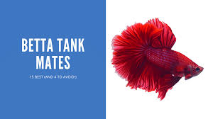 Petsradar - Do Fish Get Bored Living In A Tank? How To Help Fish Boredom |  Homesitters Ltd