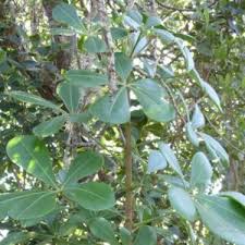 Image result for Cussonia corbisieri