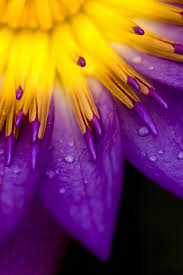 Free for commercial use no attribution required high quality images. Purple And Yellow Purple Flowers Beautiful Flowers Amazing Flowers