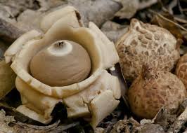 Image result for Geastrum triplex