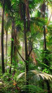 Tropic Wallpaper Tropical Wallpaper Iphone Background Wallpaper Iphone Wallpaper Tropical