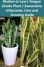 All snake plants have similar needs, so feel free to explore. Mother In Law S Tongue Snake Plant Care And Growing Guide Sansevieria Trifasciata Mother In Law Plant Sansevieria Plant Plants