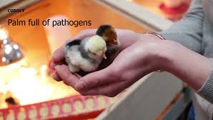 A salmonella outbreak among certain finches is causing many bird deaths and some human illnesses across the u.s. New Outbreak Of Salmonella From Live Birds Spurs Cdc To Renew Warning Food Safety News