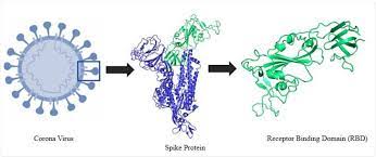 Alltag in zeiten von corona. The Receptor Binding Domain Of The Sars Cov 2