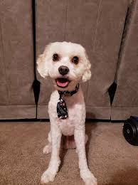 These Might Be Some of the Cutest Pups in Eastern Iowa [GALLERY]