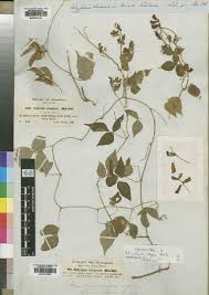 Image result for Rhynchosia orthobotrya