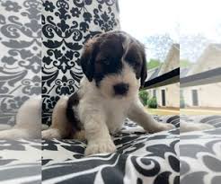 Visit your local fayetteville petsmart store for essential pet supplies like food, treats and more from top brands. Puppies For Sale Near Fayetteville North Carolina Usa Page 1 10 Per Page Puppyfinder Com