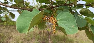 Image result for Piliostigma thonningii