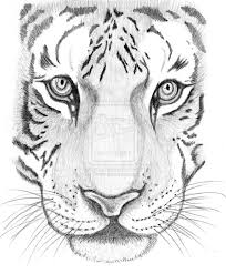 Pin By M Miller On Art Resources Easy Animal Drawings Tiger Sketch Animal Drawings