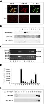 Caveolae from cell biology to animal physiology. Caveolae Restrict Tiger Frog Virus Release In Hepg2 Cells And Caveolae Associated Proteins Incorporated Into Virus Particles Scientific Reports